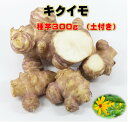 キクイモ 種芋 300g 土付き 植え付け約8〜10株分 煮物・サラダ・炒め物などに　菊芋 健康野菜球根 その1