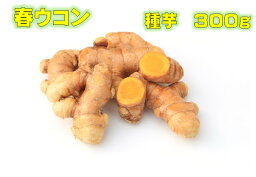 3/末頃～発送 ウコン種芋 300g 約5~8株分　春ウコン　精油成分が豊富に含まれ、カルシウム・カリウム・鉄・マグネシウム・リンなどのミネラルが豊富です。5月植え　11月収穫　沖縄県or京都府産健康野菜　生活習慣病予防に