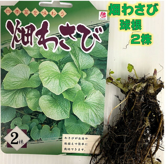 畑わさび 球根 2株入 2〜5月植え付け 葉は周年収穫　根は5月下〜6月下旬収穫 植え付け1年後以降収穫可　苗　ワサビ　プランター栽培OKのサムネイル