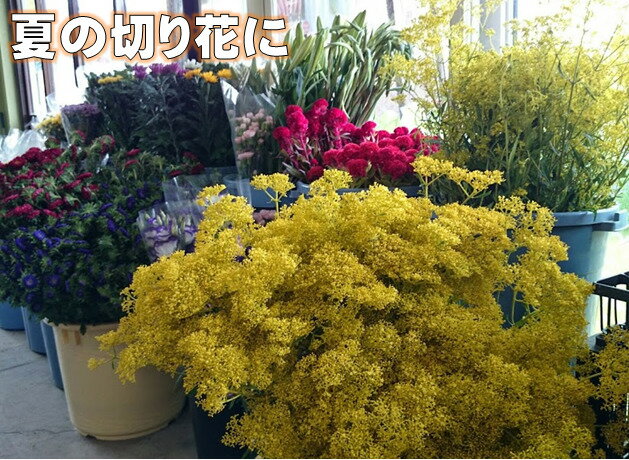 3/��ܡ�ȯ�� ���ߥʥ������� 6��9����֡����ߤʤ������Ƥβ֡��ɺ� �� ���ߤ��ڤ�֤�