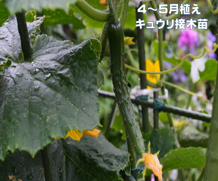 3/下～発送 4〜5月植えキュウリ苗　丈夫な接木苗　みずみずしく美味しい　9センチポット苗　きゅうり 品種名　夏すずみ 北進　春植え　家庭菜園　 鉢植え　プランター栽培