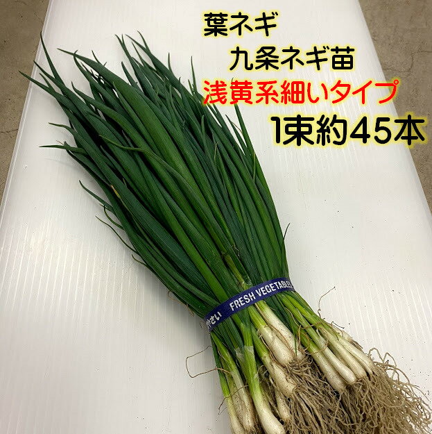 3/下旬より順次発送 浅黄系九条葱苗 1束 苗約45本 京野菜　春植え用　好みの大きさで随時収穫 ※苗の大きさに応じて上部をカットさせて頂く場合があります。　育てやすい　家庭菜園