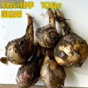 くわい種芋 100g 約3〜4球 国産（愛知県）4〜5月植え　11〜12月下旬収穫　正月料理　煮物や揚げ物に その1