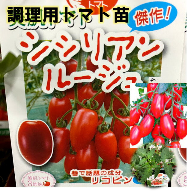 乐天商城 - シシリアンルージュトマト苗 9センチポット 実生苗 うまみ成分が豊富 トマトソースに マウロの地中海トマト苗 イタリアントマト　加工用トマト苗