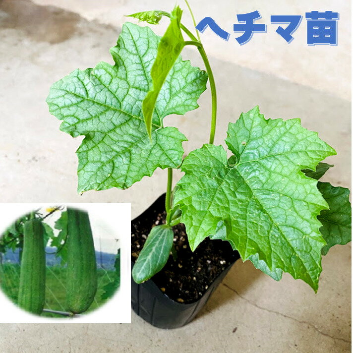 へちま苗　9センチポット　つる性　ヘチマ　8〜10月頃収穫 グリーンカーテンにも 1
