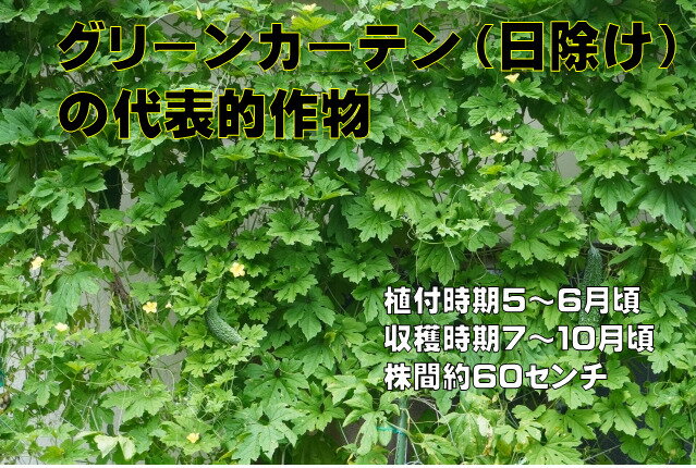 沖縄中長ゴーヤ 苗 にがうり 9センチポット 実生苗 グリーンカーテン　日除けに