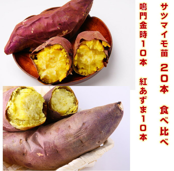 乐天商城 - サツマイモ苗 紅あずま＆鳴門金時　苗20本（各10本）　6月下旬頃まで出荷OK　植え付けから120〜140日後収穫