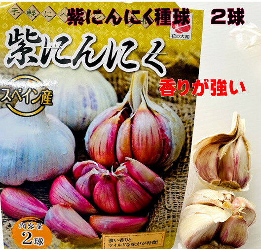 R7年産7/下頃~発送 紫にんにく種 2球 モラド種スペイン産 にんにく種球