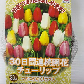 チューリップ球根 送料無料 30球混合30日連続開花　8種類のチューリップ球根が1か月間続けて開花 10~1月植え付け 3~4月開花