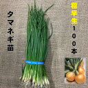 玉ねぎ苗 白 極早生種 100本 4/下旬頃〜収穫品種 小面積栽培用 早獲り玉葱 家庭菜園向き タマネギ苗　柔らかめでサラダにも合う　品種名：貴錦、秀玉丸など