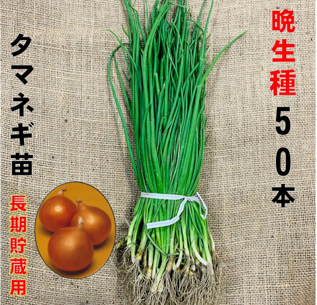 在庫限り玉ねぎ苗 晩生種 白50本 5/下〜6/上旬頃収穫品種 小面積栽培用 普通玉葱 家庭菜園向き　タマネギ苗 秋野菜苗