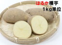 種芋 はるか 1キロ (約7〜12コ)北海道産検査合格済 じゃがいも種芋 種馬鈴薯 耐病性