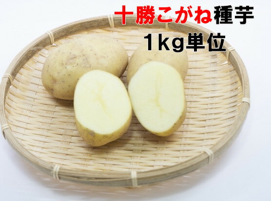 種芋 十勝こがね 1キロ （約7〜12コ）長期保存に最適 楕円形 黄皮 淡黄肉 北海道道種馬鈴薯検査合格済 やや粉質　種じゃがいものサムネイル