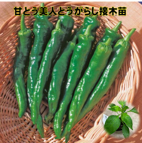 Summer Vegetables - 4/15頃～発送 甘とう美人とうがらし苗 9センチポット　接木苗　タキイ交配品種　夏野菜　作りやすい　晩秋まで収穫可