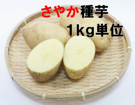 発送令和3年産じゃがいも種芋 さやか　1キロ 約7〜15コ 種サイズ混合 中晩生タイプ 卵形 やや粉質　　貯蔵にも最適　北海道or青森県産種馬鈴薯検査合格済のサムネイル