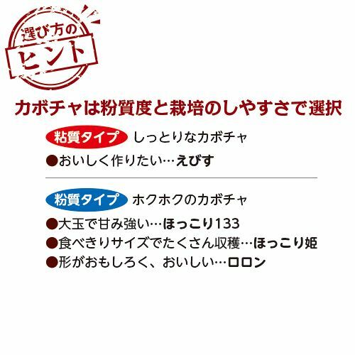 4月上旬～発送　カボチャ苗 えびす　 8or9センチポット　交配後約50〜60日で収穫　...