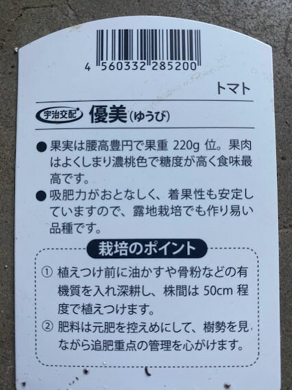 完熟収穫トマト苗 品種名優美　接木苗 9センチポット　腰高豊円球果重約220g 果実...