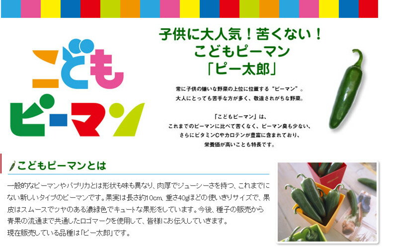 こどもピーマン苗　品種名ピー太郎　9センチポット実生苗