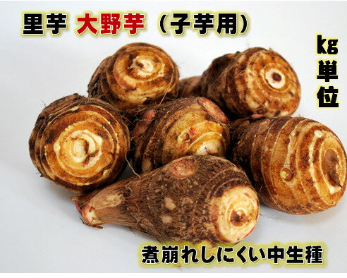 最終在庫 里芋種芋 大野芋 1キロ約 10コ入　福井県産　子芋を食用にします。 小芋　サトイモ　青茎　モチモチした食感良く煮崩れしにくいのサムネイル