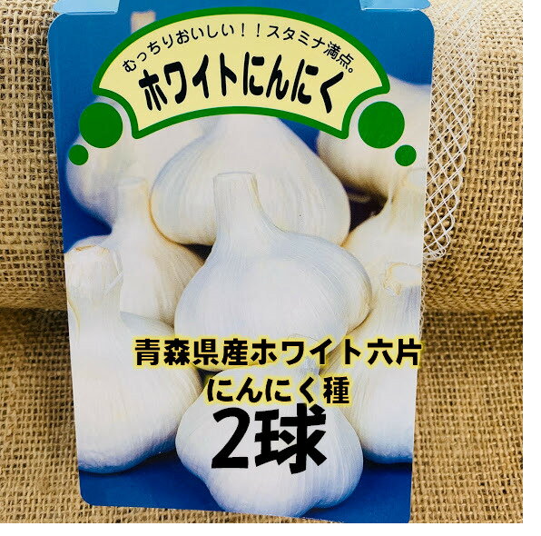 ホワイト六片 Lサイズ2球 青森県産 にんにく種 約12片入り 等級A 国産 健康スタミナ野菜 9/中下旬〜10/末頃植え付け　国産　ガーリック　苗