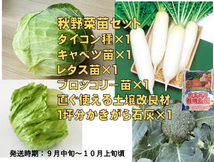 今植える野菜 家庭菜園 旬 じゃがいも きゅうり ナス トマト 種子 種芋 苗 球根 初心者 春 夏 秋