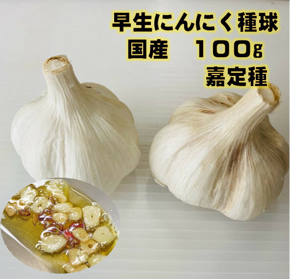 にんにく種球 嘉定種 100g 国産 かていしゅ