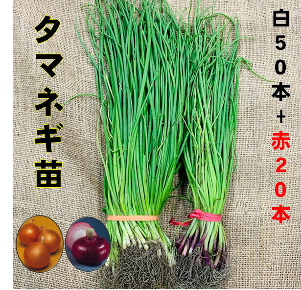 玉ねぎ苗 白50本+赤20本 5/下〜6/上旬頃収穫品種 小面積栽培用 普通玉葱とサラダ向きの赤玉葱 家庭菜園向き タマネギ苗