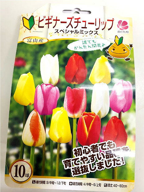 ビギナーズチューリップ球根 送料無料 10球 色 混合 国産 プランター栽培 地植え可能 育てやすい花　10~1月植え 3~4月開花