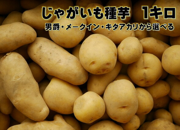 発送中・種ばれいしょ（キタアカリ）1kg【送料別】数量限定【岩手県二戸市産・種芋、種馬鈴薯、じゃがいも・きたあかり】LサイズかMサイズかSサイズ、もしくはサイズ混合・種馬鈴しょ・カット済みの種芋になる場合もあります【RCP】