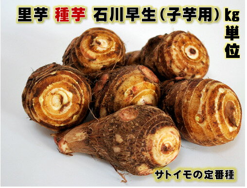 楽天市場】里芋 種芋 1kgの通販 楽天市場】里芋 種芋 1kgの通販