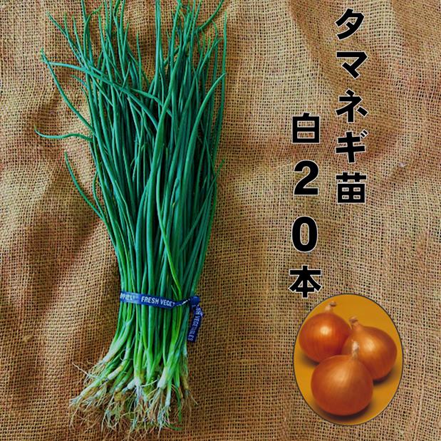 玉ねぎ苗 晩生種 白20本 5/下〜6/上旬頃収穫品種 小面積栽培用 普通玉葱 家庭菜園向き　タマネギ苗 秋野菜苗