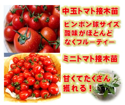 3コ選べる夏野菜苗 トマトナスキュウリピーマンスイカミニトマト中玉トマト