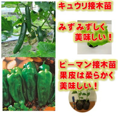 3コ選べる夏野菜苗 トマトナスキュウリピーマンスイカミニトマト中玉トマト