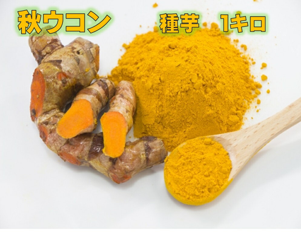 秋ウコン種芋 1キロ 約15~25株分 国産 健康野菜 抗酸化作用があり生活習慣病予防に