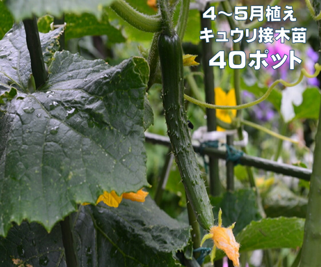 キュウリ苗 接木 40ポット きゅうり 品種名 夏すずみ 北進 春植え　家庭菜園 鉢植え　プランター栽培 4〜5月植え