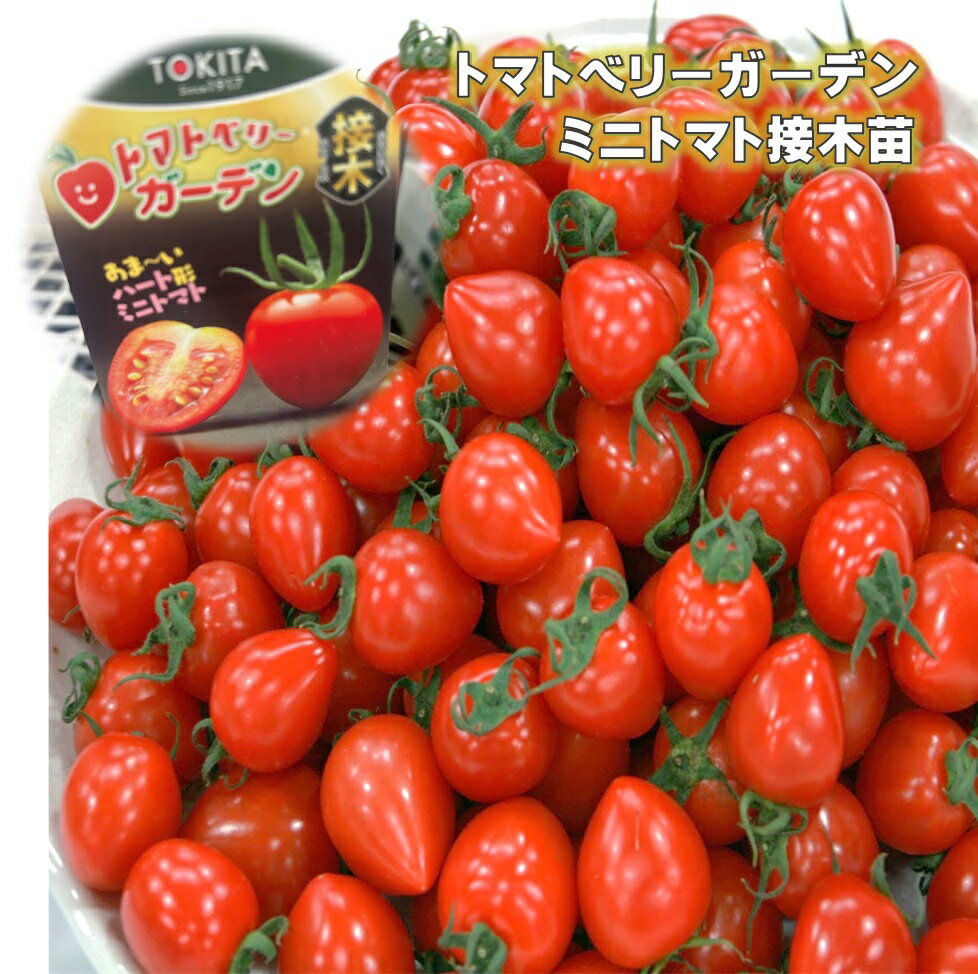 トマトベリー 苗 ミニトマト 品種名トマトベリーガーデン 育てやすい接木苗　9センチポット甘くて肉厚　家庭菜園向き…