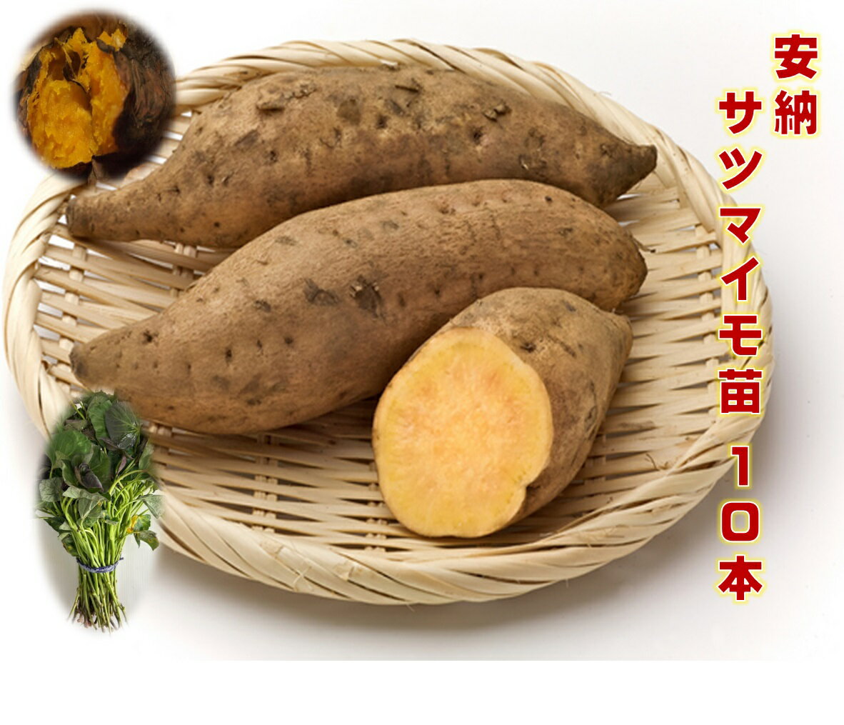 楽天市場】安納芋 苗の通販 楽天市場】安納芋 苗の通販