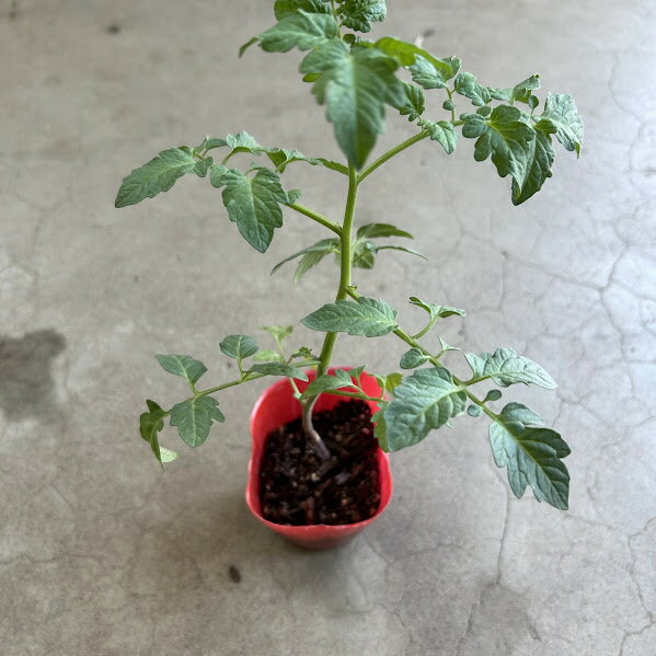 ミニトマト苗 実生苗 8か9センチポット 家庭菜園 おすすめ 初心者 甘い 鉢植えOK