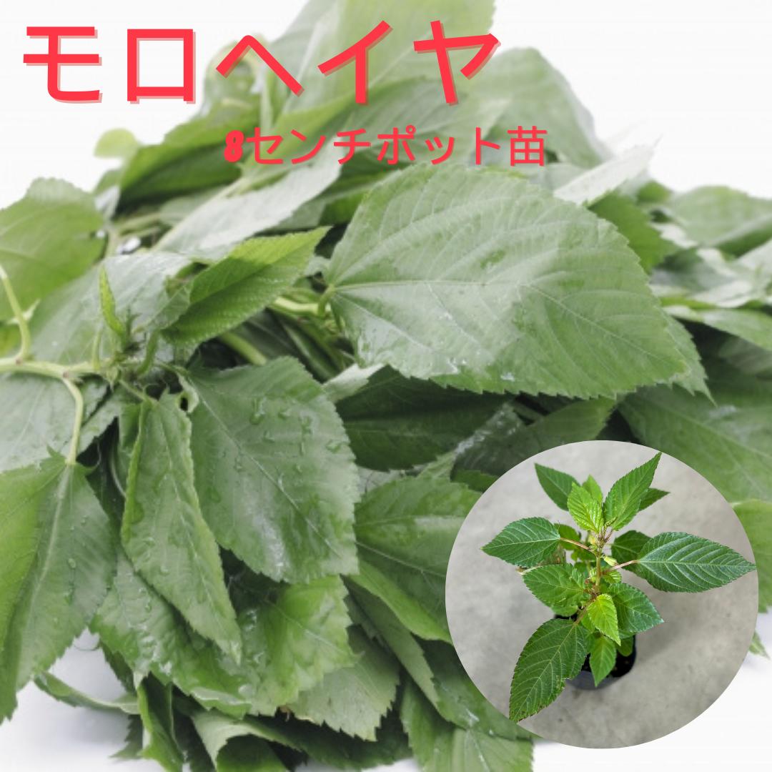 モロヘイヤ 8センチポット苗 夏野菜 健康野菜 王様の野菜 ねばねば