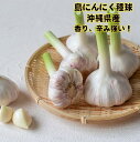 7年度産 7/25頃~発送 島にんにく種球 100g 沖縄県産 球根
