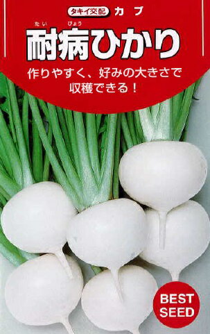 商品情報品種特長強勢で太りが早く、小～中大カブまで収穫できる、作りやすい万能種。形状は早くから整い、厚みのある扁円で揃いがよい。肌はツヤがあり、ス入りや根割れの心配が少ない。栽培要点生育旺盛で吸肥力が強いため、それぞれの作型やねらう大きさに応じた肥培をすることが大切。高温時の栽培は、葉勝ちや根割れになりやすいため過剰施肥に注意する。耐病ひかり カブ 種 タキイ交配 小中カブ 好みの大きさで収穫 5