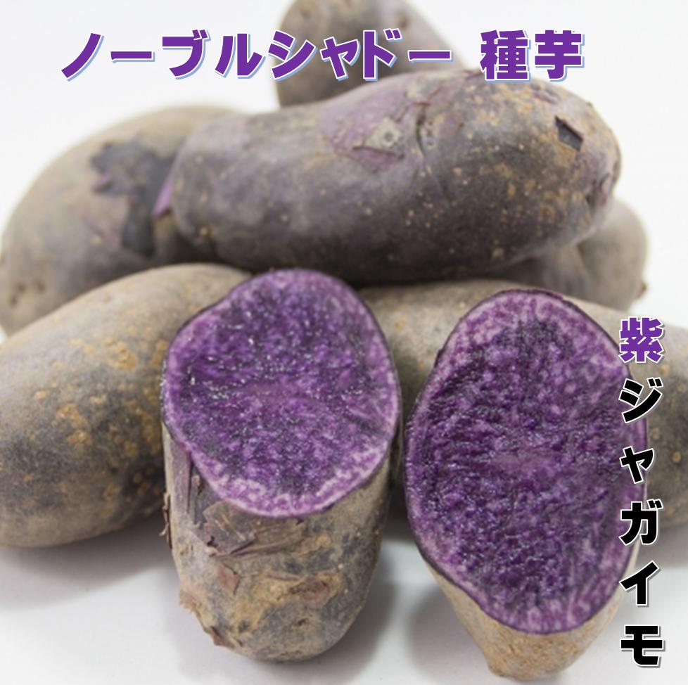 じゃがいも種芋ノーブルシャドー 1キロ黒皮紫肉 青森県、北海道産種馬鈴薯検査合格済 農水省登録品種につき海外持ち出し・譲渡は禁止されていますのサムネイル