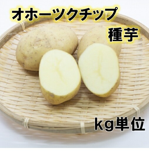 種芋 オホーツクチップ 1キロ （約7〜12コ）北海道産検査合格済 じゃがいも種芋 種馬鈴薯 農水省登録品種につき海外持出禁止のサムネイル