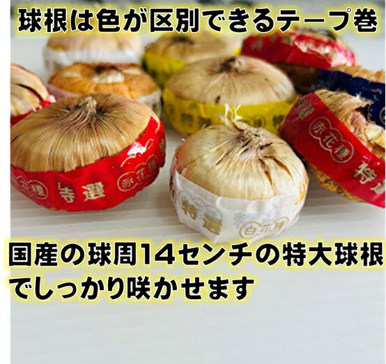 グラジオラス 球根 色混合 国産 色別テープ巻 特大球
