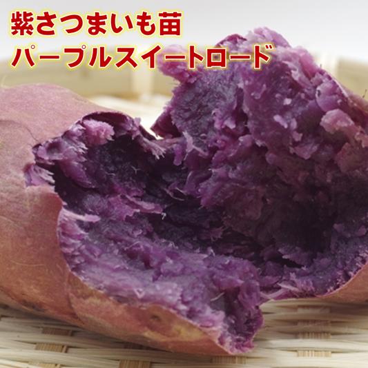 乐天商城 - パープルスイートロード さつまいも苗 紫芋
