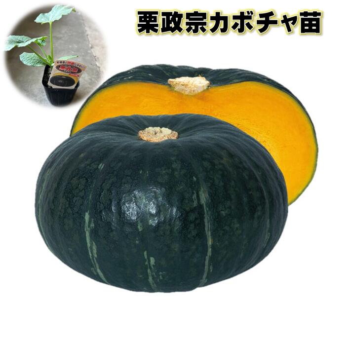 栗政宗カボチャ苗 ポット苗