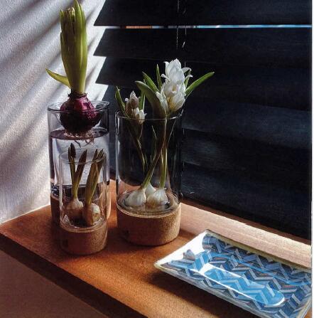 soakハイドロポニックスポット Sサイズ