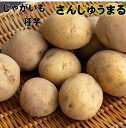7年産 さんじゅうまる じゃがいも種芋 1キロ 秋植え用 サイズSML 種馬鈴薯検査合格済 長崎県 農水省登録品種
