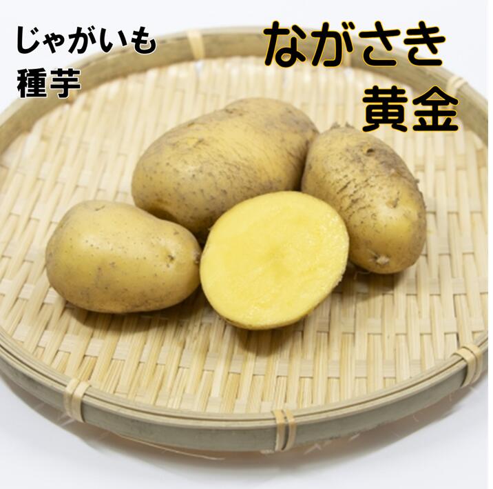 ながさき黄金 じゃがいも 種芋 1キロ