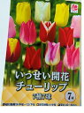 いっせい開花 チューリップ 球根7種7球 国産